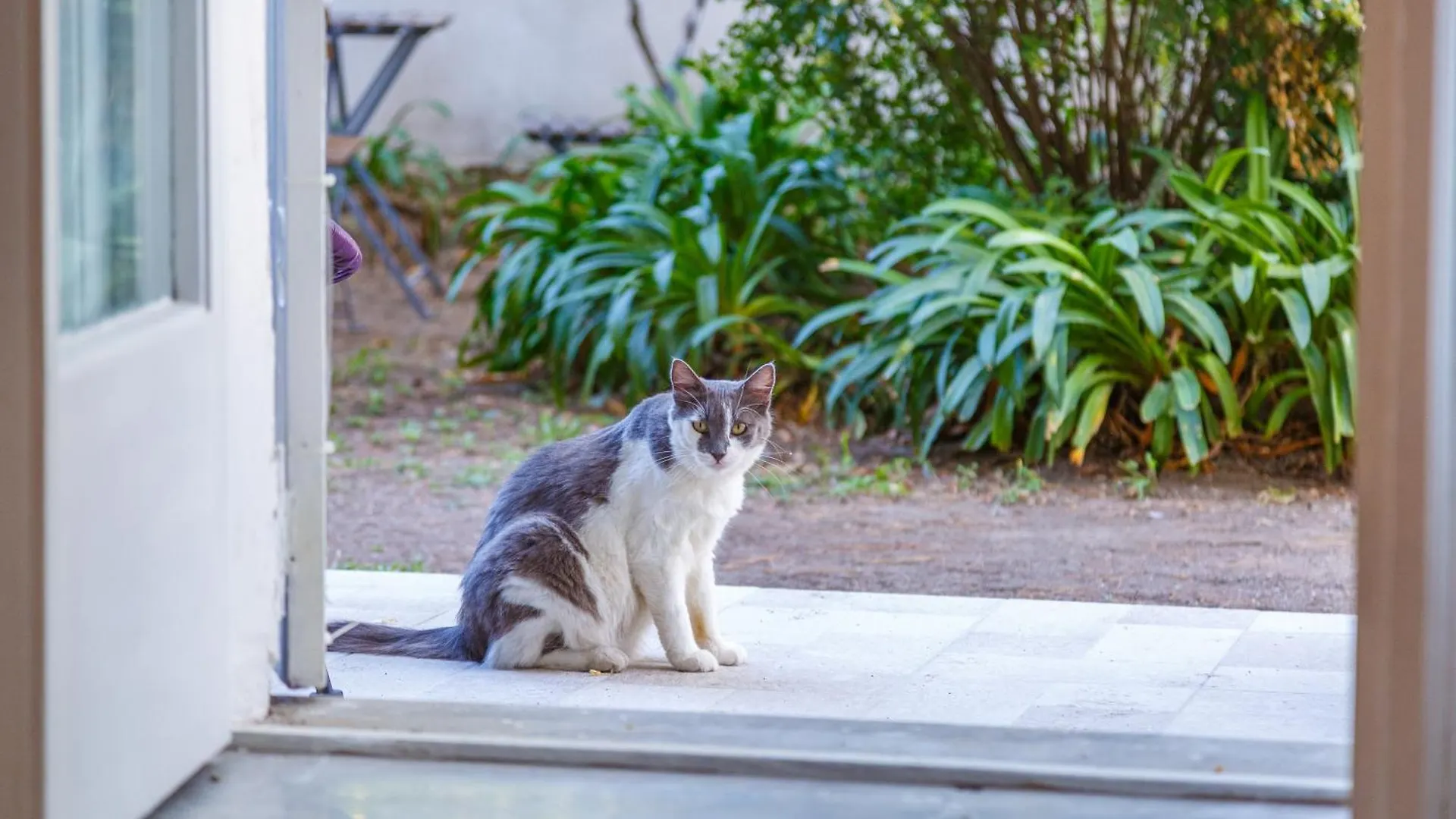 Romantic Place With Pines, Cats, Stunning View And Parking 那不勒斯