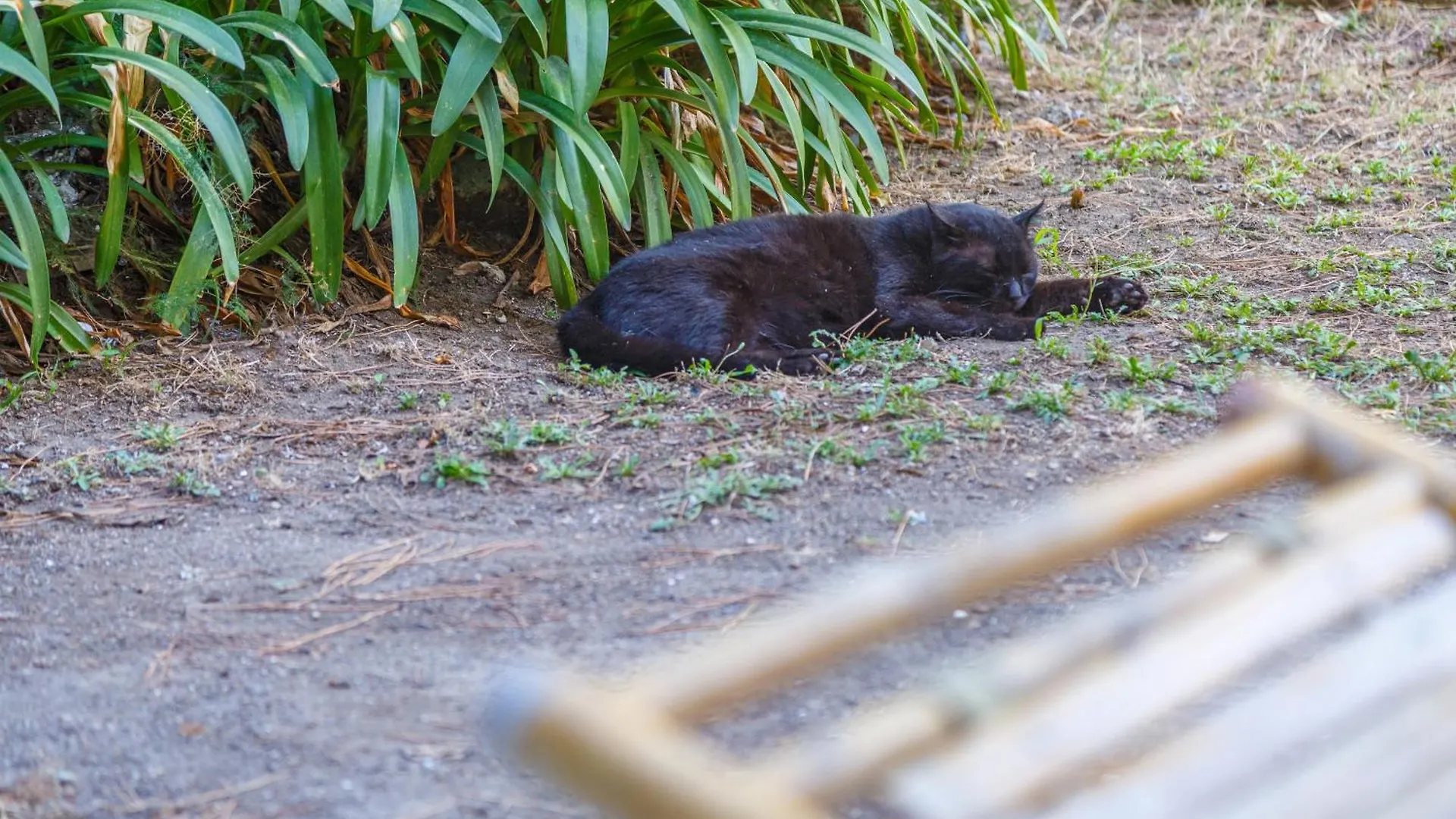 Romantic Place With Pines, Cats, Stunning View And Parking 那不勒斯 0*,  意大利
